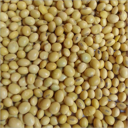 Soyabean