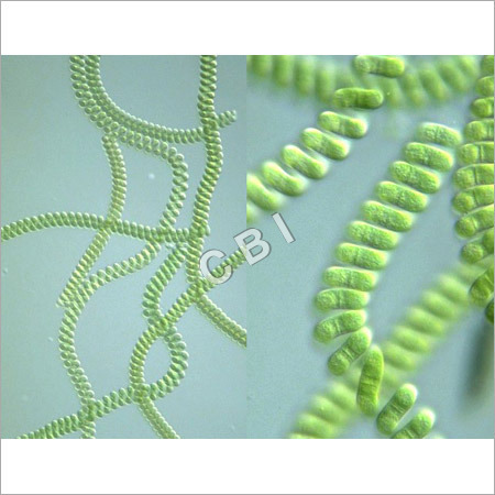 Spirulina Tablets