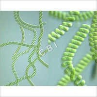 Spirulina Tablets