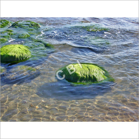 Spirulina Growing in Water