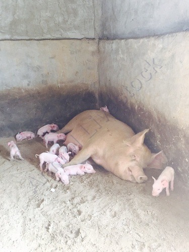 Breeding Sow