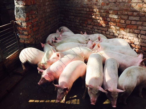 Yorkshire Piglets