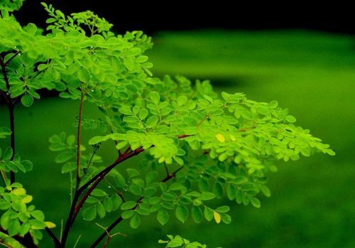 Moringa Seeds