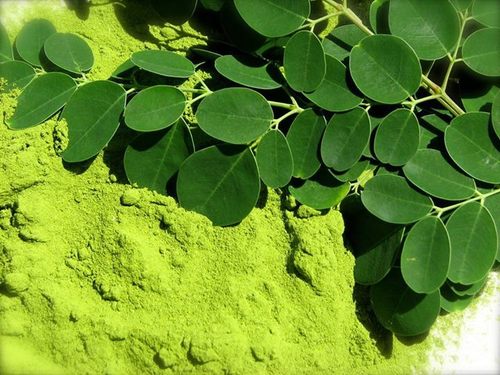 Moringa Leaves