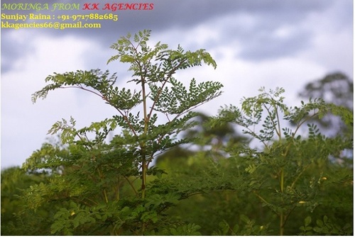 Moringa Plants Moringa Plants