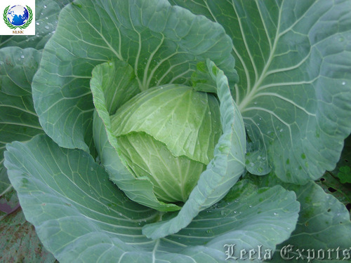 cabbage
