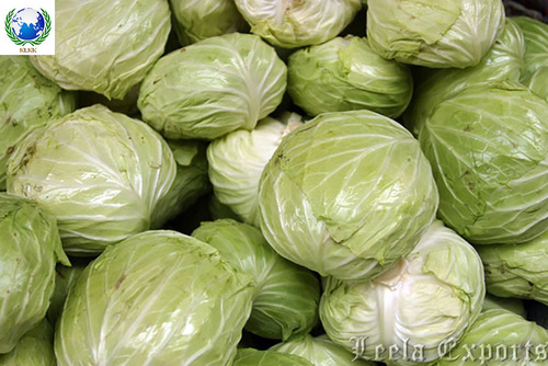 fresh cabbage