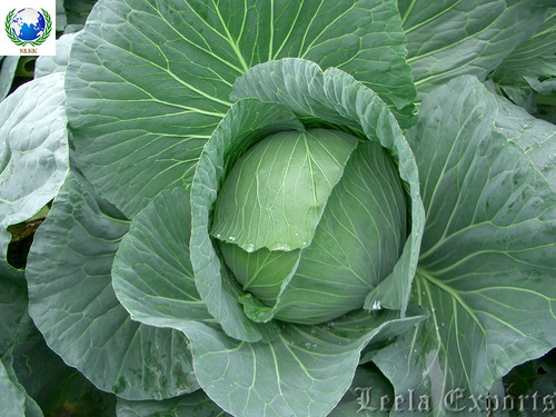 dehydrated cabbage flakes