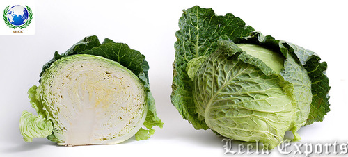 chinese cabbage
