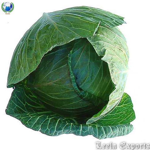 cabbage
