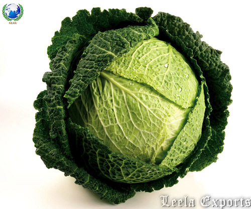 chinese cabbage