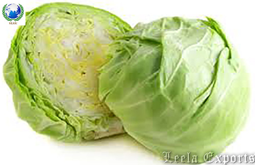 fresh green cabbage