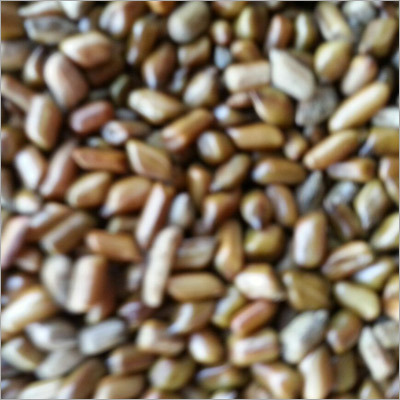 Maize Seeds