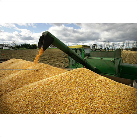 Yellow Maize