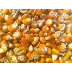 Non GMO Maize