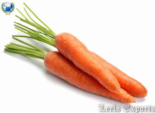 carrot