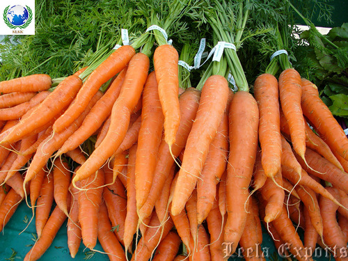 fresh carrot