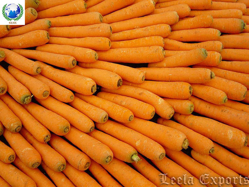 carrot seed