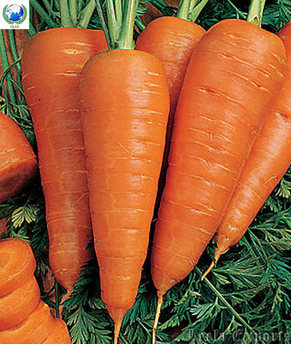 carrot in xiamen