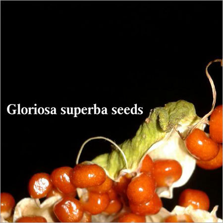Gloriosa Superba Seeds