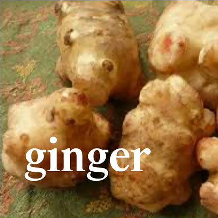 Ginger Root