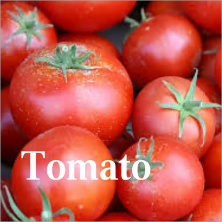 Fresh Tomato