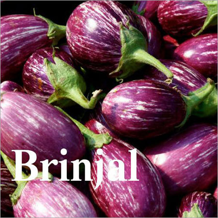 Purple Brinjal
