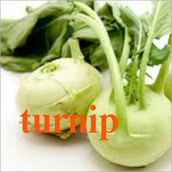 Fresh Turnip