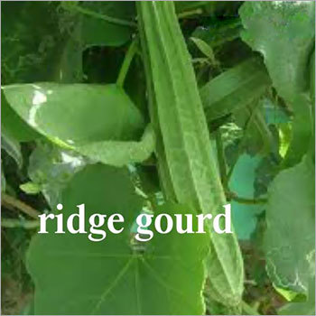Ridge Gourd