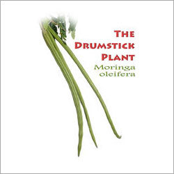 Drumstck Plant