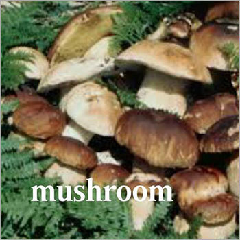 Organic Mushroom