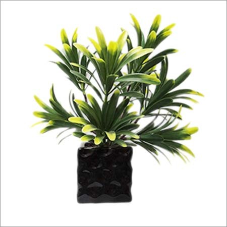 Plant Vases