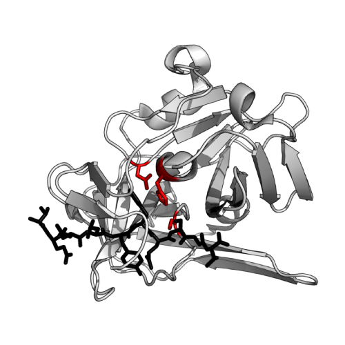 PROTEASE .