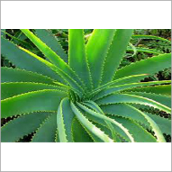 Aloevera