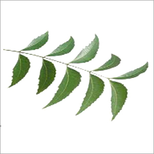Neem Leaves By HINDUSTAN MINT & AGRO PRODUCTS PVT. LTD.