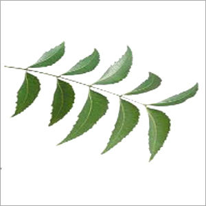 Neem Leaves