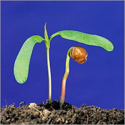 Plant Growth Promoter