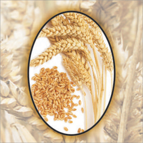 Wheat Germ Oil