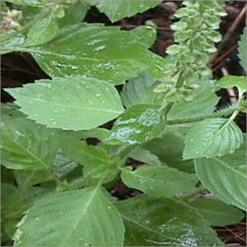 Herbal Tulsi Powder