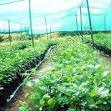 crop covers