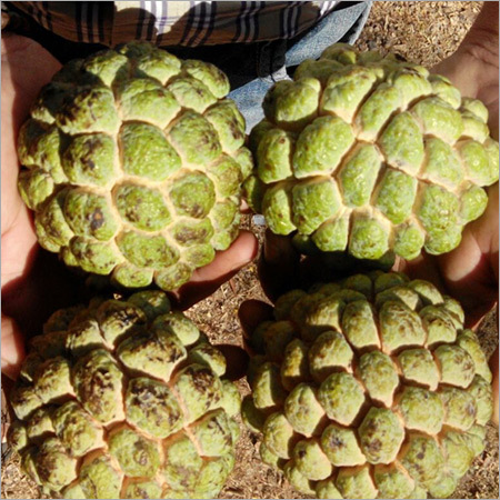 Fresh Custard Apple