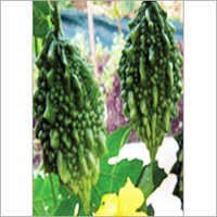 Bittergourd seeds