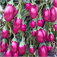 Brinjal Seeds