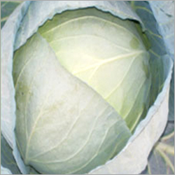 Cabbage