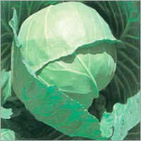 Cabbage Seeds