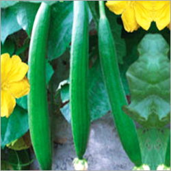 Spongegourd F-1 Hybrid Naveen