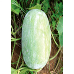 Ashgourd Seeds