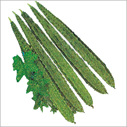 Ridgegourd F-1 Hybrid Chetna