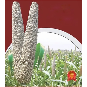 Bajra Seeds