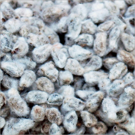 Cotton Seed
